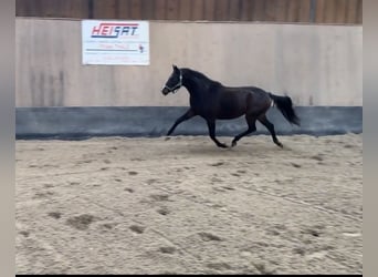 Poney de selle allemand, Jument, 3 Ans, 145 cm, Bai brun