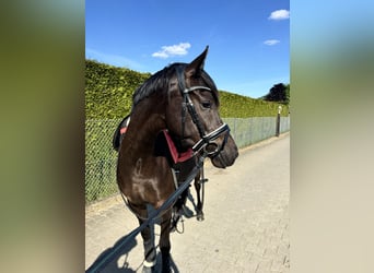Poney de selle allemand, Jument, 3 Ans, 145 cm, Bai brun foncé