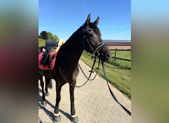 Poney de selle allemand, Jument, 3 Ans, 145 cm, Bai brun foncé