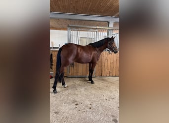 Poney de selle allemand, Jument, 3 Ans, 145 cm, Bai
