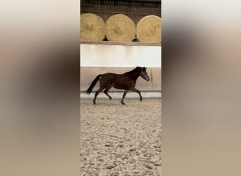 Poney de selle allemand, Jument, 3 Ans, 145 cm, Bai