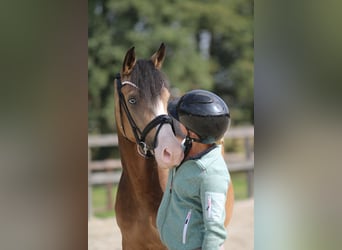 Poney de selle allemand, Jument, 3 Ans, 145 cm, Isabelle