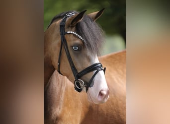 Poney de selle allemand, Jument, 3 Ans, 145 cm, Isabelle