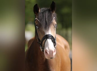 Poney de selle allemand, Jument, 3 Ans, 145 cm, Isabelle