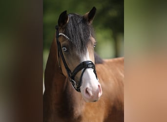 Poney de selle allemand, Jument, 3 Ans, 145 cm, Isabelle