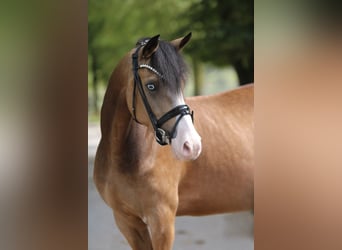 Poney de selle allemand, Jument, 3 Ans, 145 cm, Isabelle