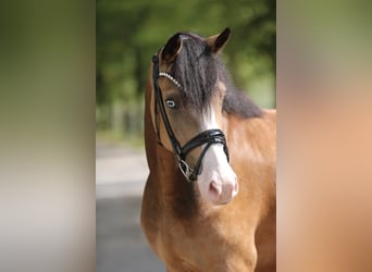 Poney de selle allemand, Jument, 3 Ans, 145 cm, Isabelle