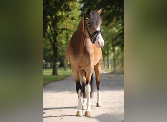 Poney de selle allemand, Jument, 3 Ans, 145 cm, Isabelle
