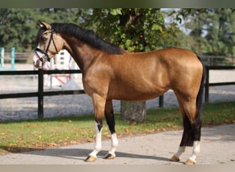 Poney de selle allemand, Jument, 3 Ans, 145 cm, Isabelle