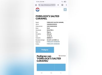 Poney de selle allemand, Jument, 3 Ans, 145 cm, Palomino