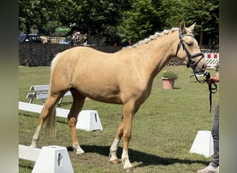 Poney de selle allemand, Jument, 3 Ans, 145 cm, Palomino