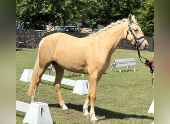 Poney de selle allemand, Jument, 3 Ans, 145 cm, Palomino