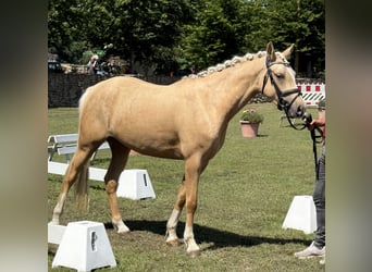 Poney de selle allemand, Jument, 3 Ans, 145 cm, Palomino