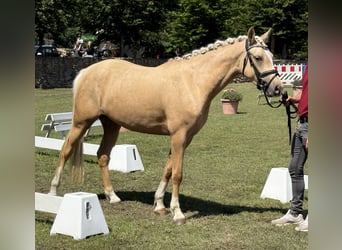 Poney de selle allemand, Jument, 3 Ans, 145 cm, Palomino