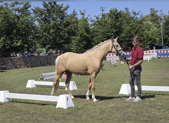 Poney de selle allemand, Jument, 3 Ans, 145 cm, Palomino