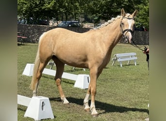 Poney de selle allemand, Jument, 3 Ans, 145 cm, Palomino