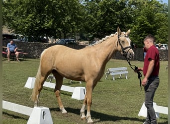 Poney de selle allemand, Jument, 3 Ans, 145 cm, Palomino