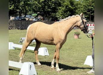 Poney de selle allemand, Jument, 3 Ans, 145 cm, Palomino