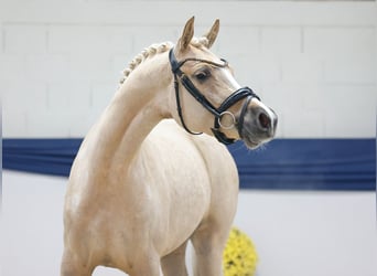 Poney de selle allemand, Jument, 3 Ans, 145 cm, Palomino