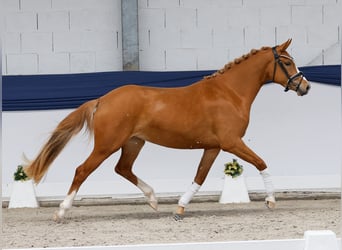 Poney de selle allemand, Jument, 3 Ans, 146 cm, Alezan