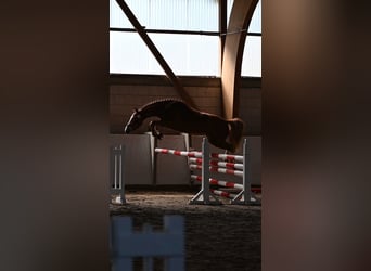 Poney de selle allemand, Jument, 3 Ans, 146 cm, Alezan