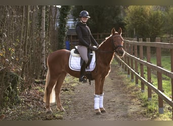 Poney de selle allemand, Jument, 3 Ans, 146 cm, Alezan