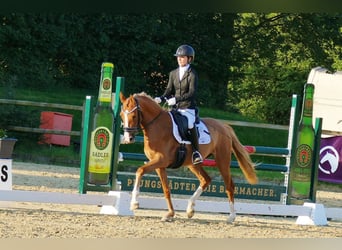 Poney de selle allemand, Jument, 3 Ans, 146 cm, Alezan