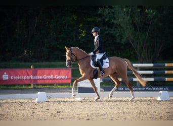 Poney de selle allemand, Jument, 3 Ans, 146 cm, Alezan