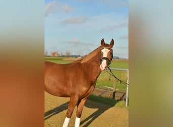 Poney de selle allemand, Jument, 3 Ans, 146 cm, Alezan