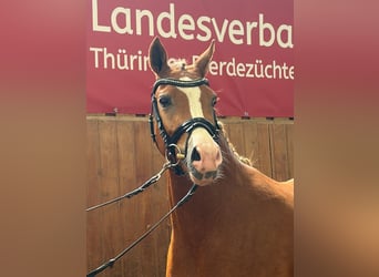 Poney de selle allemand, Jument, 3 Ans, 146 cm, Alezan