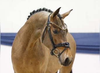 Poney de selle allemand, Jument, 3 Ans, 146 cm, Bai