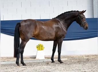 Poney de selle allemand, Jument, 3 Ans, 146 cm, Bai