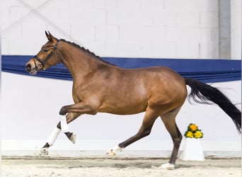 Poney de selle allemand, Jument, 3 Ans, 146 cm, Bai