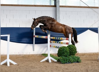 Poney de selle allemand, Jument, 3 Ans, 146 cm, Bai