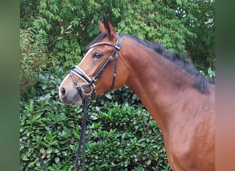 Poney de selle allemand, Jument, 3 Ans, 146 cm, Bai