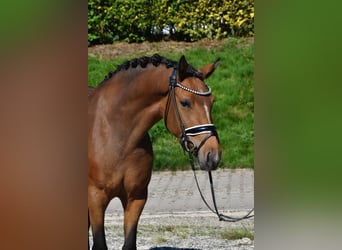 Poney de selle allemand, Jument, 3 Ans, 146 cm, Buckskin