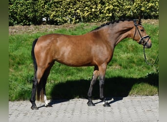 Poney de selle allemand, Jument, 3 Ans, 146 cm, Buckskin