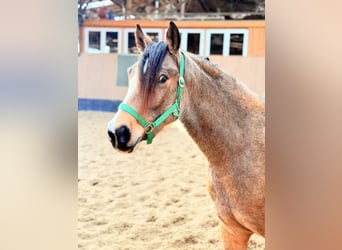 Poney de selle allemand, Jument, 3 Ans, 146 cm, Isabelle