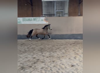 Poney de selle allemand, Jument, 3 Ans, 146 cm, Isabelle