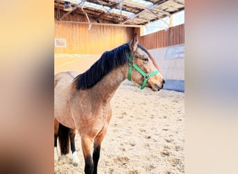 Poney de selle allemand, Jument, 3 Ans, 146 cm, Isabelle