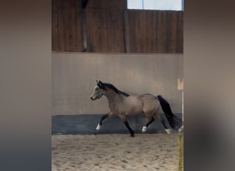 Poney de selle allemand, Jument, 3 Ans, 146 cm, Isabelle