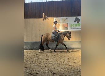 Poney de selle allemand, Jument, 3 Ans, 146 cm, Isabelle