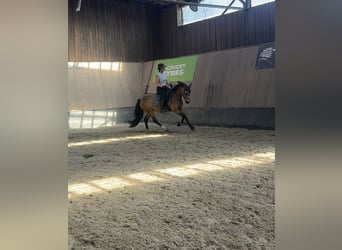 Poney de selle allemand, Jument, 3 Ans, 146 cm, Isabelle
