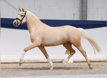 Poney de selle allemand, Jument, 3 Ans, 146 cm, Palomino