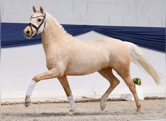 Poney de selle allemand, Jument, 3 Ans, 146 cm, Palomino