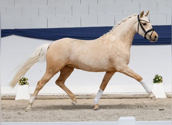 Poney de selle allemand, Jument, 3 Ans, 146 cm, Palomino
