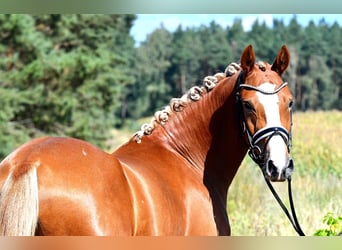 Poney de selle allemand, Jument, 3 Ans, 147 cm, Alezan