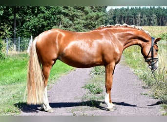 Poney de selle allemand, Jument, 3 Ans, 147 cm, Alezan