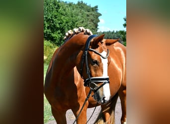 Poney de selle allemand, Jument, 3 Ans, 147 cm, Alezan