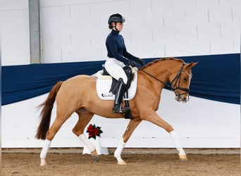 Poney de selle allemand, Jument, 3 Ans, 147 cm, Alezan